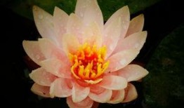 江西莲花在线最新爆料,揭秘莲花县重大事件背后真相